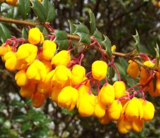 Fotografia da espécie Berberis darwinii