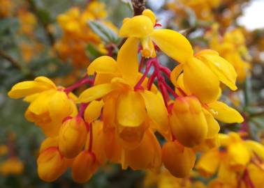 Fotografia da espécie Berberis darwinii