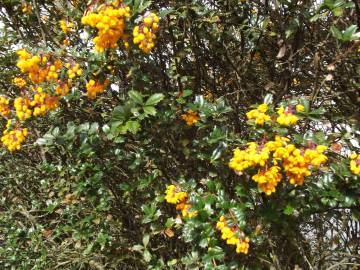 Fotografia da espécie Berberis darwinii