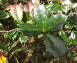 Fotografia da espécie Berberis darwinii