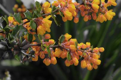 Fotografia da espécie Berberis darwinii