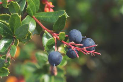 Fotografia da espécie Berberis darwinii