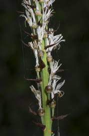 Fotografia da espécie Asphodelus albus subesp. albus