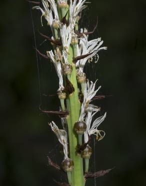 Fotografia 2 da espécie Asphodelus albus subesp. albus no Jardim Botânico UTAD