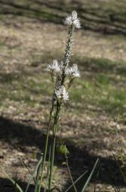 Fotografia da espécie Asphodelus albus subesp. albus