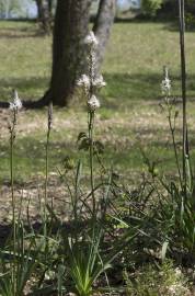 Fotografia da espécie Asphodelus albus subesp. albus