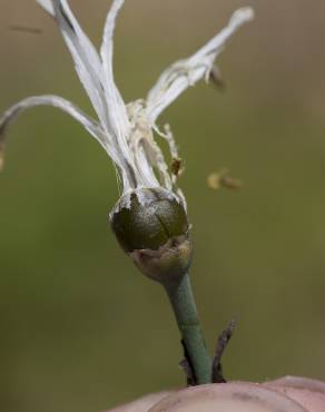 Fotografia 6 da espécie Asphodelus albus subesp. albus no Jardim Botânico UTAD