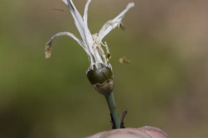 Fotografia da espécie Asphodelus albus subesp. albus