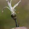 Fotografia 6 da espécie Asphodelus albus subesp. albus do Jardim Botânico UTAD