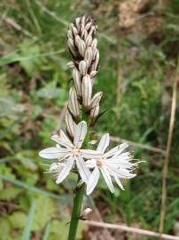 Fotografia da espécie Asphodelus albus subesp. albus