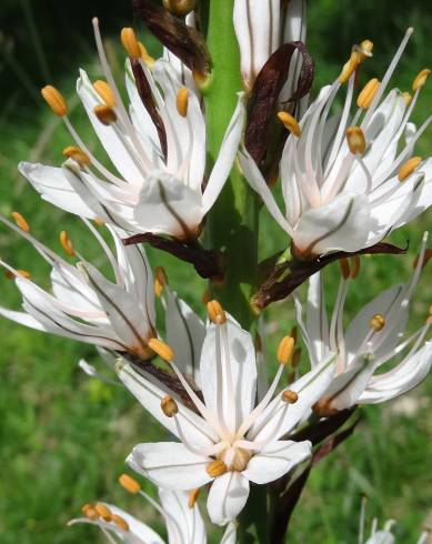 Fotografia de capa Asphodelus albus subesp. albus - do Jardim Botânico