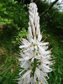 Fotografia da espécie Asphodelus albus subesp. albus