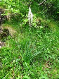 Fotografia da espécie Asphodelus albus subesp. albus