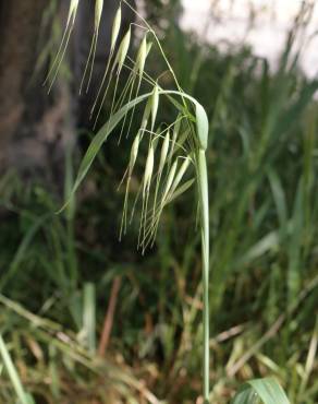 Fotografia 4 da espécie Avena barbata subesp. barbata no Jardim Botânico UTAD