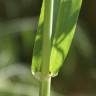 Fotografia 5 da espécie Avena barbata subesp. barbata do Jardim Botânico UTAD