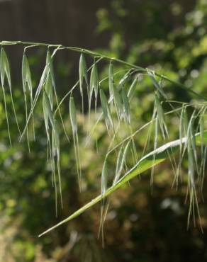 Fotografia 6 da espécie Avena barbata subesp. barbata no Jardim Botânico UTAD