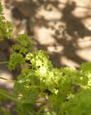 Fotografia 15 da espécie Alchemilla mollis no Jardim Botânico UTAD