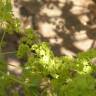 Fotografia 15 da espécie Alchemilla mollis do Jardim Botânico UTAD