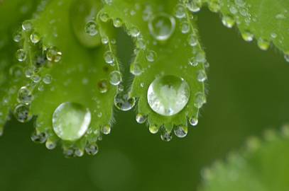 Fotografia da espécie Alchemilla mollis