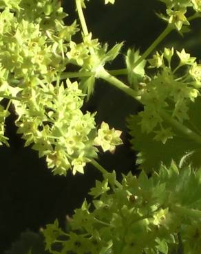 Fotografia 18 da espécie Alchemilla mollis no Jardim Botânico UTAD