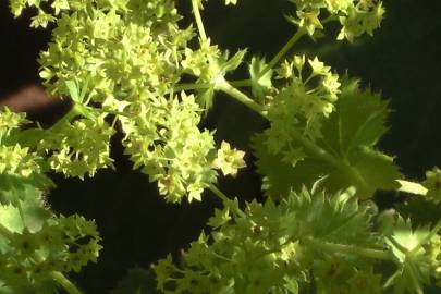 Fotografia da espécie Alchemilla mollis