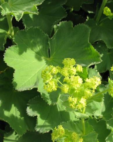 Fotografia de capa Alchemilla mollis - do Jardim Botânico