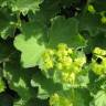 Fotografia 1 da espécie Alchemilla mollis do Jardim Botânico UTAD