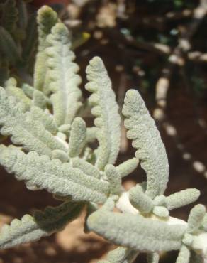 Fotografia 10 da espécie Teucrium vicentinum no Jardim Botânico UTAD