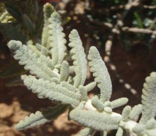 Fotografia da espécie Teucrium vicentinum