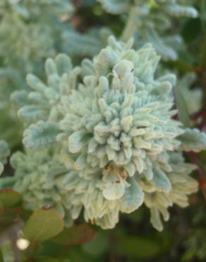 Fotografia 11 da espécie Teucrium vicentinum no Jardim Botânico UTAD