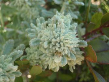 Fotografia da espécie Teucrium vicentinum