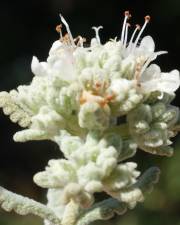 Fotografia da espécie Teucrium vicentinum