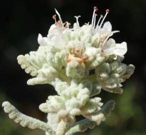 Fotografia da espécie Teucrium vicentinum