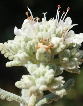 Fotografia 1 da espécie Teucrium vicentinum no Jardim Botânico UTAD