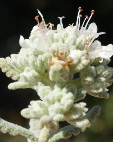 Fotografia de capa Teucrium vicentinum - do Jardim Botânico