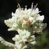 Fotografia 1 da espécie Teucrium vicentinum do Jardim Botânico UTAD