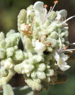 Fotografia 12 da espécie Teucrium vicentinum no Jardim Botânico UTAD