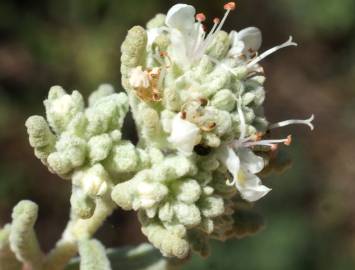 Fotografia da espécie Teucrium vicentinum