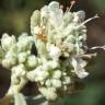 Fotografia 12 da espécie Teucrium vicentinum do Jardim Botânico UTAD