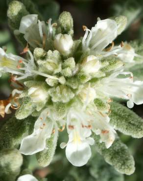 Fotografia 13 da espécie Teucrium vicentinum no Jardim Botânico UTAD