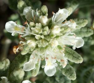 Fotografia da espécie Teucrium vicentinum