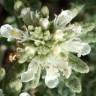 Fotografia 13 da espécie Teucrium vicentinum do Jardim Botânico UTAD