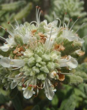 Fotografia 14 da espécie Teucrium vicentinum no Jardim Botânico UTAD