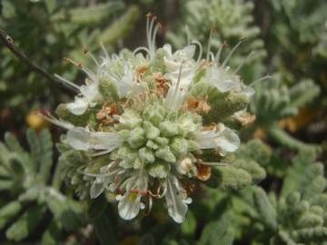 Fotografia da espécie Teucrium vicentinum