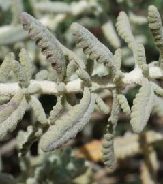 Fotografia da espécie Teucrium vicentinum