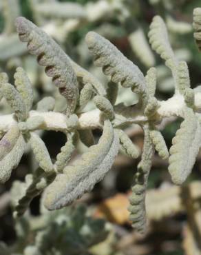 Fotografia 15 da espécie Teucrium vicentinum no Jardim Botânico UTAD