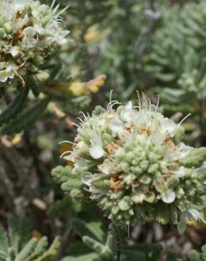 Fotografia 16 da espécie Teucrium vicentinum no Jardim Botânico UTAD