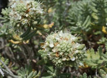 Fotografia da espécie Teucrium vicentinum