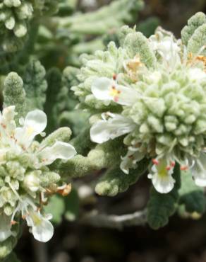 Fotografia 17 da espécie Teucrium vicentinum no Jardim Botânico UTAD