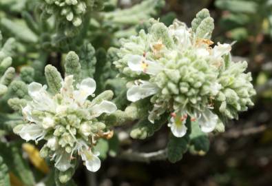 Fotografia da espécie Teucrium vicentinum